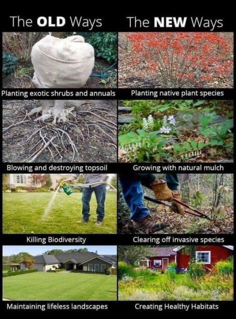 Lawn Alternatives, Backyard Farming, New Year's Resolutions, Sustainable Farming, Invasive Species, Top Soil, Plant Species, The Ranch, Permaculture