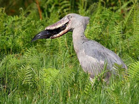 Mabamba Swamp and Wetland - Birdwatching and Shoebill Tours Uganda Wildlife, Uganda Safari, Shoebill Stork, Lake Victoria, Silverback Gorilla, Gorilla Trekking, Wildlife Safari, Africa Safari, Safari Park