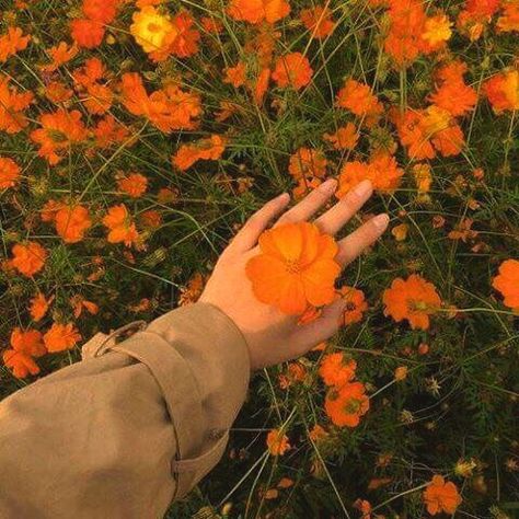 o r a n g e ⸃ Orange Outfits, Fleur Orange, Have Inspiration, K Fashion, Orange Aesthetic, Street Fashion Photography, Yellow Aesthetic, Landscape Illustration, Orange Flower