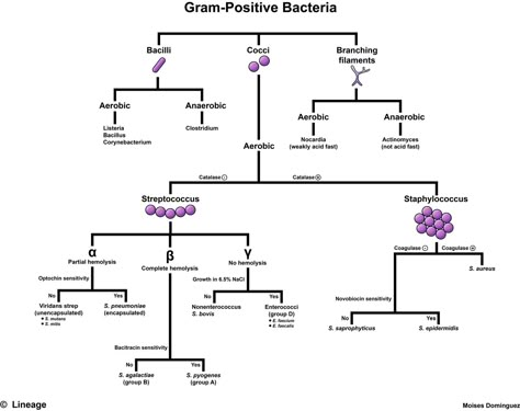 Gram Positive Bacteria Overview Identification Algorithm ... Gram Positive Bacteria, Microbiology Study, Medical Lab Technician, Medical Laboratory Technician, Microbiology Lab, Medical Laboratory Scientist, Technology Lab, Medical Student Study, Medical Laboratory Science