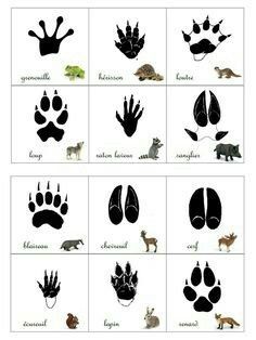 Animal Footprints, Different Animals, Nature School, Animal Tracks, Survival Life Hacks, Animal Activities, Types Of Animals, Forest School, Winter Animals