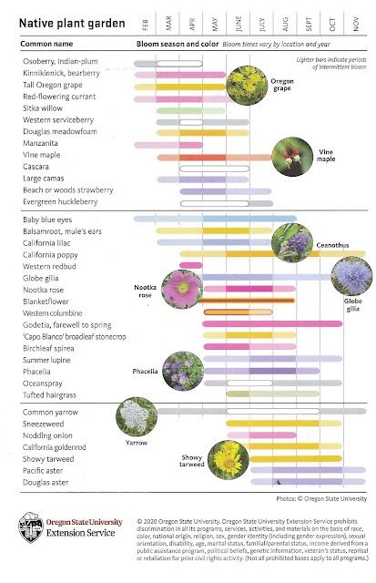 Native Plants for Pollinators West of the Cascades Oregon Plants, Shade Landscape, Native Plant Landscape, California Lilac, Garden Design Plants, Shade Landscaping, House Moodboard, Oregon Grape, The Cascades