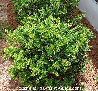 Japanese Boxwood Buxus microphylla The classy, very hardy Japanese boxwood is the ideal low-maintenance green shrub for South Florida homeowners. Japanese Boxwood Front Yard, Japanese Boxwood Landscaping, Low Maintenance Landscape Ideas, Low Maintenance Landscape, Japanese Boxwood, Boxwood Landscaping, Low Maintenance Landscaping Front Yard, Landscaping Shrubs, Shade Landscaping