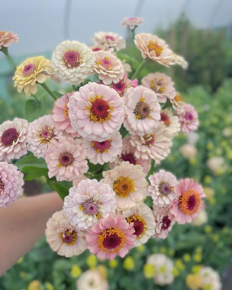 Zinnias Aesthetic, Flower Reference, List Background, August Flowers, Flower Farming, Flora Garden, Life Vibes, Rose Fushia, Zinnia Flowers