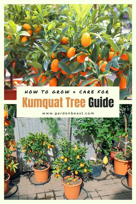 Kumkwat Tree, Kumquat Tree Potted, Kumquat Tree Indoor, Potted Citrus Trees, Cumquat Trees, Potted Kumquat Tree, Viking Garden, Growing Vegetables From Seeds, Tree Landscaping