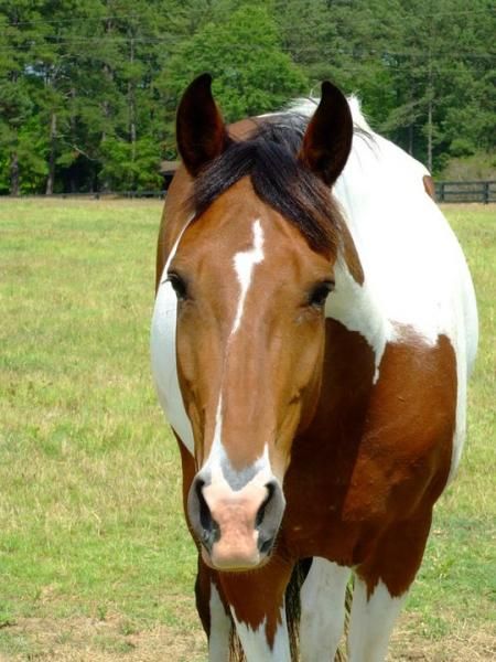 Horse with lightning bolt blaze. Horse Face Markings, Pinto Horses, Horse Markings, American Paint Horse, Pinto Horse, Paint Horses, Horse Inspiration, Horse Coats, American Paint