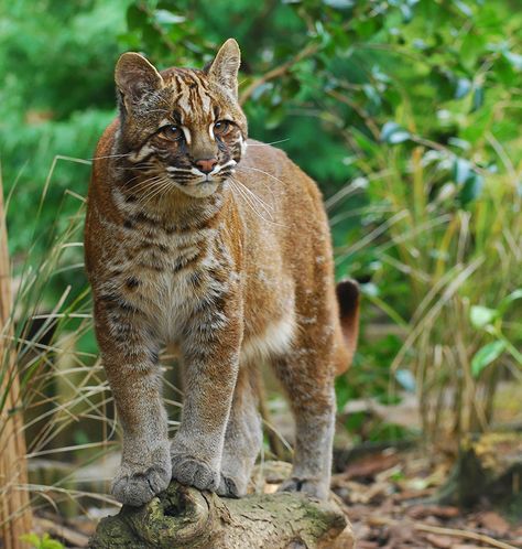 Asian Golden Cat (Catopuma Temminckii) Asian Golden Cat, Types Of Wild Cats, Bay Cat, Black Footed Cat, Wild Cat Species, Asian Cat, Golden Cat, Asian Leopard Cat, Small Wild Cats