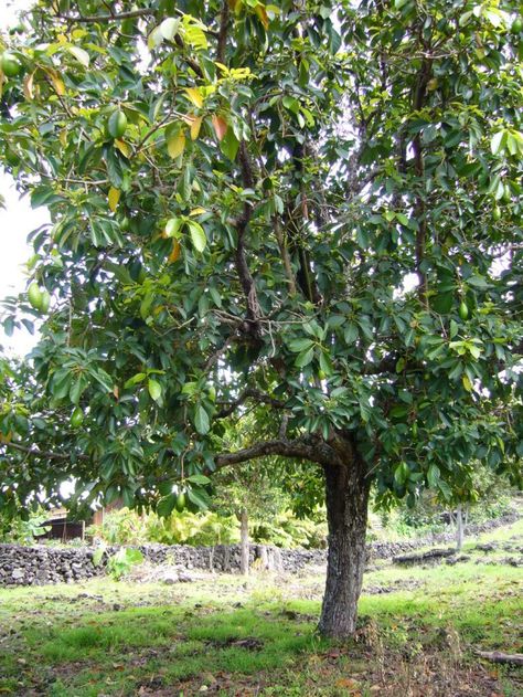 Growing avocado from seed or pit is fun and easy to do.  Here is how you can grow your very own avocado tree from seed.  Also learn some tips on how to take care of your avocado tree. Grow Avocado From Seed, Avocado From Seed, Avocado Picture, Growing Avocado, Avocado Seed Growing, Cashew Tree, Avocado Trees, Bush Tucker, Avocado Plant