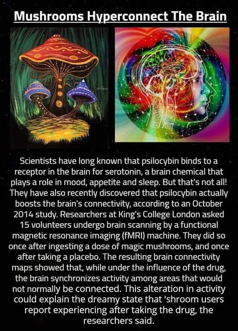 Mushrooms Medicinal, Psychic Development Learning, Edible Fungi, Mushroom Benefits, Magickal Herbs, Amanita Muscaria, Medical Herbs, Mushroom Cultivation, Cool Science Facts