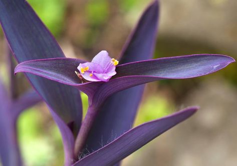 Flower Garden, Plants, Flowers, Green