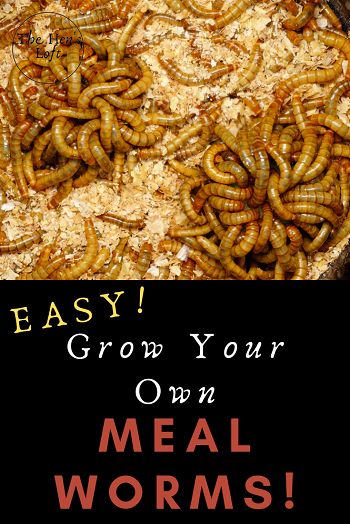 Mealworms For Chickens, Growing Worms For Chickens, Grow Your Own Mealworms, Growing Worms, Diy Snacks For Chickens, How To Grow Meal Worms For Chickens, Growing Meal Worms, Worm Farm For Chickens, Raising Worms