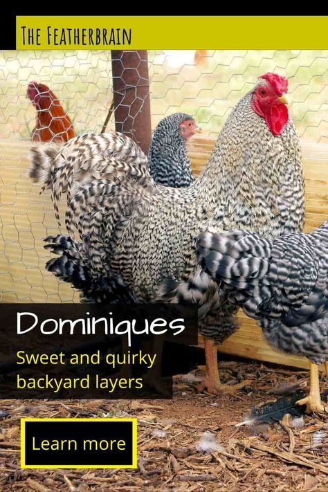 Quirky Backyard, Dominique Chickens, Barred Rock Chickens, Chicken Backyard, Australorp Chicken, Aesthetic Chicken, Brahma Chicken, Chickens Farm, Cute Chicken Coops