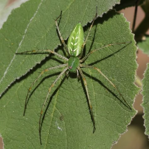 Green Lynx Spider | tex-anne | Flickr Green Spiderman Aesthetic, Green Lynx Spider, Green Spider Aesthetic, Spider Reference Photo, Green Spidersona, Green Spiderman, Lynx Spider, Cool Spiders, Aesthetic Spider