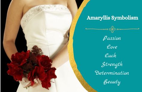 List of amaryllis symbolism. Flower Symbols, Amaryllis Flower, Amaryllis Flowers, Flower Symbol, Flower Meanings, Handmade Embroidery Designs, Love And Romance, Greek Words, Sweet Scents