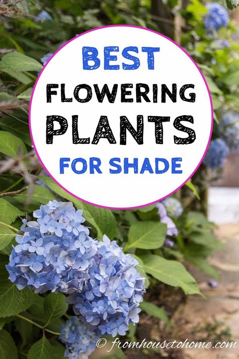 Looking for plants to grow in shade outdoors? This list of shade-loving shrubs and perennials that have beautiful flowers will really help you create a beautiful backyard landscape. #fromhousetohome #ShadePerennials #ShadeGarden #Landscaping Partial Shade Perennials, Shade Plants Container, Flowering Shade Plants, Perennials Low Maintenance, Shade Loving Shrubs, Shade Landscaping, Plants Under Trees, Shady Garden, Flowering Perennials