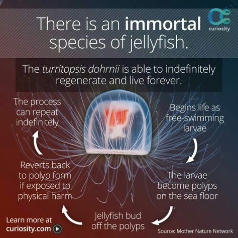 Immortal jellyfish Jellyfish Facts, Fun Facts About Animals, Sea Floor, Cool Science Facts, Curious Creatures, Marine Biology, Animal Facts, Live Forever, Ocean Creatures