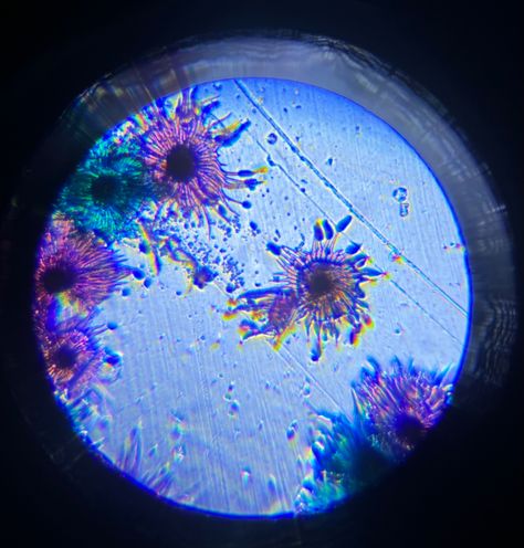 Things Under Microscope, Germs Under A Microscope, Mold Under Microscope, Cells Under A Microscope, Microscopic Photography Bacteria, Microscope Aesthetic, Bacteria Microscope, Bacteria Under Microscope, Microscopic Bacteria