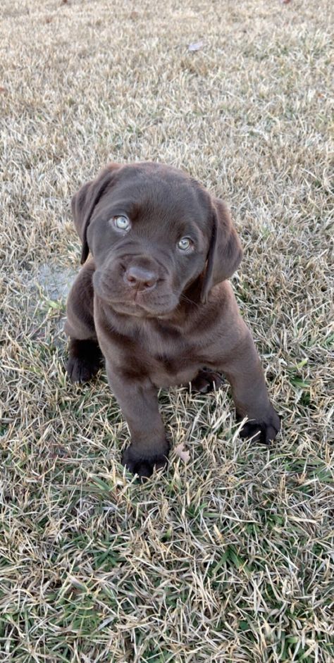 English blockhead lab puppy. Cutest little man Chocolate English Lab, English Lab Puppies, English Lab, Weimaraner Puppies, Chocolate Lab Puppies, Labrador Puppies, Chocolate Labs, Puppy Photography, Chocolate Labrador Retriever