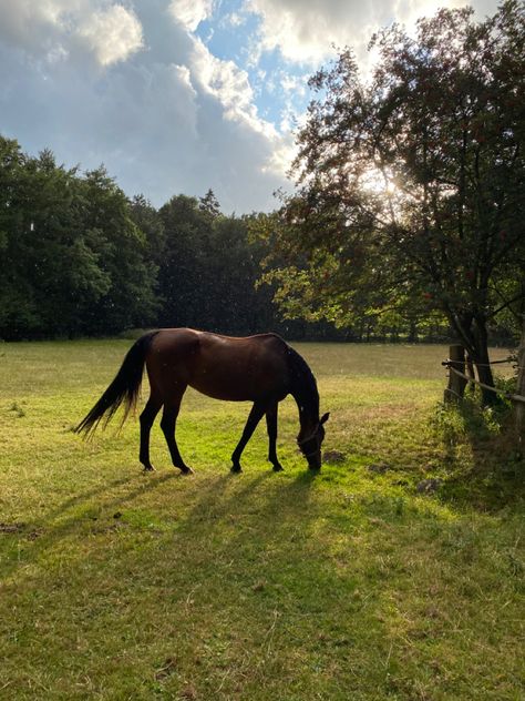 Light Brown Horse, Dark Academia Core, Boho Core, Fantasy Core, Academia Core, Cottagecore Dark Academia, Horse Story, Cottagecore Dark, Horse Galloping