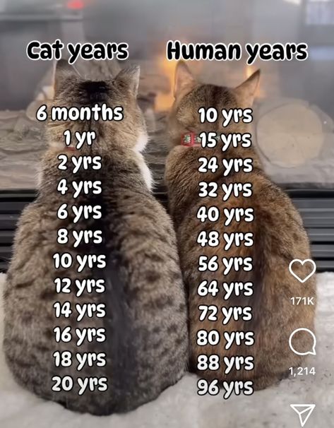 Cat Fun Facts, Cat Facts Interesting, Cat Tips Life Hacks, Things To Do With Cats, Cat Diys, Cat Age, Sick Kitten, Cat Behavior Facts, Cat Life Hacks