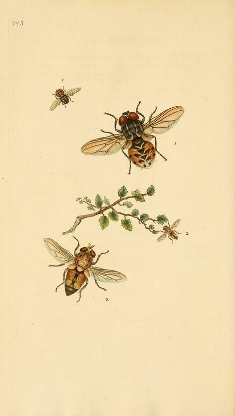 v.13 (1808) - The natural history of British insects : - Biodiversity Heritage Library British Insects, Uncle Ben, Pictures Of Insects, Iron Butterfly, Uncle Bens, Field Guide, Old Book, Nature Illustration, Cute Creatures