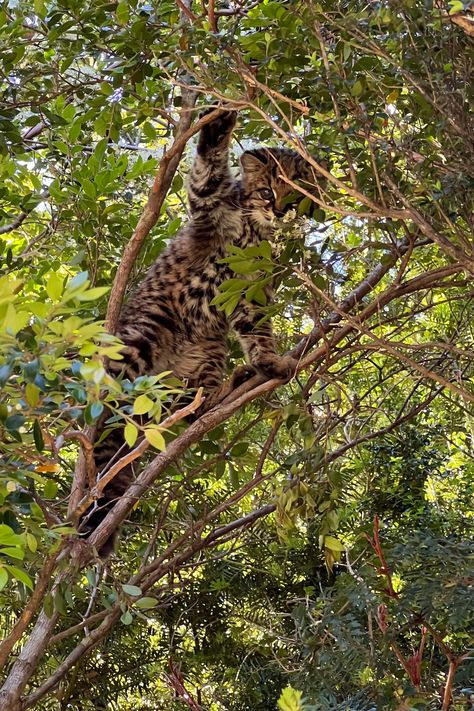 Observed: Valdivian Rainforest, Palena, Los Lagos, Chile, November 2022 Valdivian Rainforest, Small Wild Cats, In November, Wild Cats