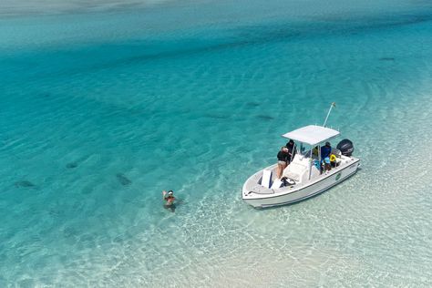 A one day cruise to the Bahamas from Miami makes it possible to see different attractions and return back to Florida that evening. However, there are other ways to enjoy day trips to Bahamas that are better alternatives to the Miami To Bahamas Day Trip, Exuma Pigs, Pig Island, Exuma Island, Pig Beach, Freeport Bahamas, Swimming Pigs, Nurse Shark, Last Rodeo