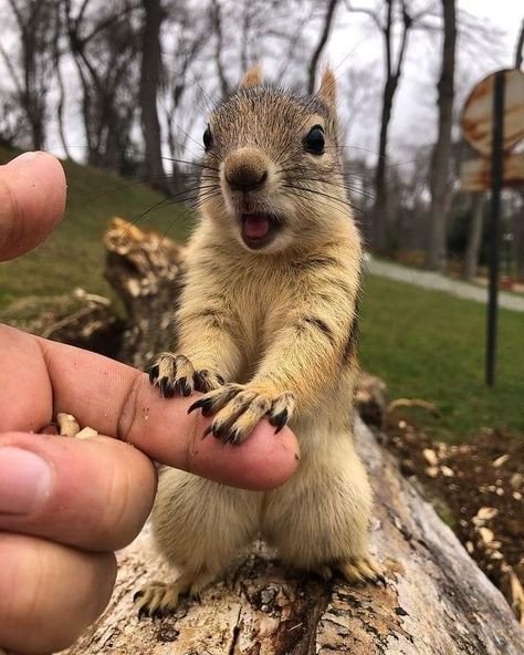 Squirrel Dressed Up, Squirrel Pfp, Drawing Squirrel, Squirrel Pet, Fat Squirrel, Animal Tattoo Designs, Tree Rat, Squirrel Cute, Squirrel Drawing