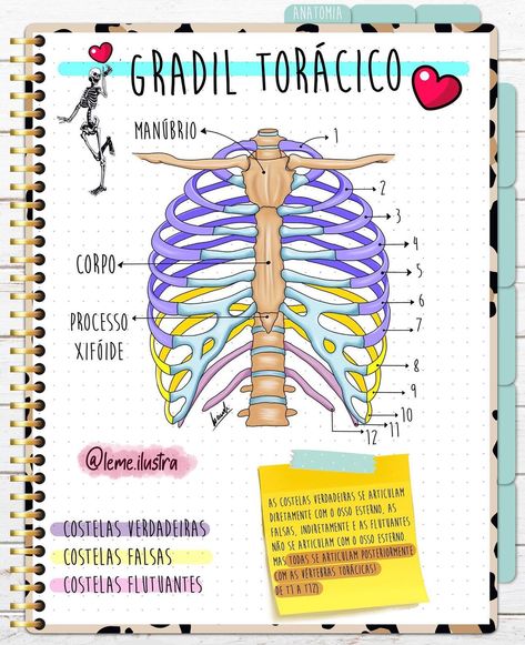 Leme 💙🖌🎶 on Instagram: “Costelinhas ❤️ Marca alguém que não consegue entender o que são costelas verdadeiras, falsas e flutuantes! (Costelas flutuantes não…” Medical School Essentials, Medical Art, School Essentials, Medical School, Nurse Life, Anatomy, Medicine, Medical