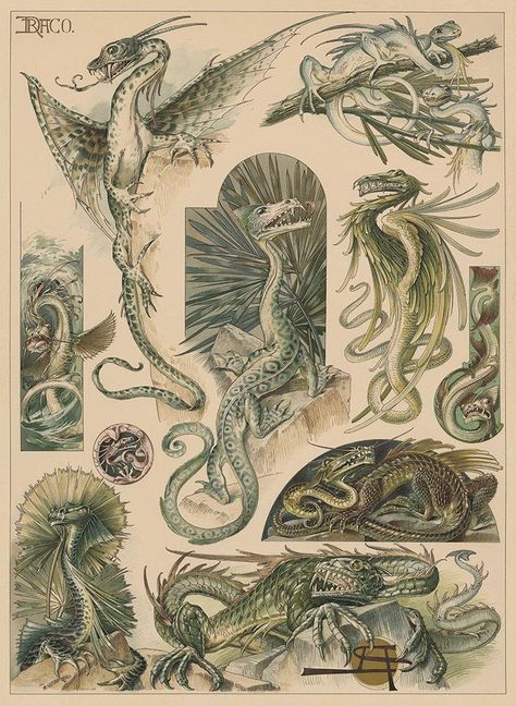 Anton Seder Art Nouveau Print: Dragons - Draco Lithograph 1896 1896 Anton Seder Art Nouveau, Anton Seder Dragon, Art Nouveau Nature Illustration, Art Nouveau Mystic, Anton Seder Art, Old Dragon Art, Art Nouveau Print, Art Nouveau Animals, Art Nouveau Dragon