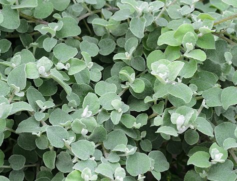 Helichrysum Petiolare, Licorice Plant, Moonlight Garden, Silver Plant, Creeping Phlox, Drought Resistant Plants, Sun Loving Plants, Potato Vines, Drought Resistant