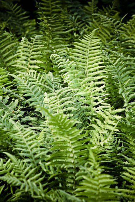 Autumn Fern Info - Learn About Growing Autumn Fern In Gardens Autumn Fern Care, Boho Bedroom Lighting, Texas Perennials, Wood Landscaping, Dryopteris Erythrosora, Landscape Driveway, Shade Landscape, Nola House, Fence Border