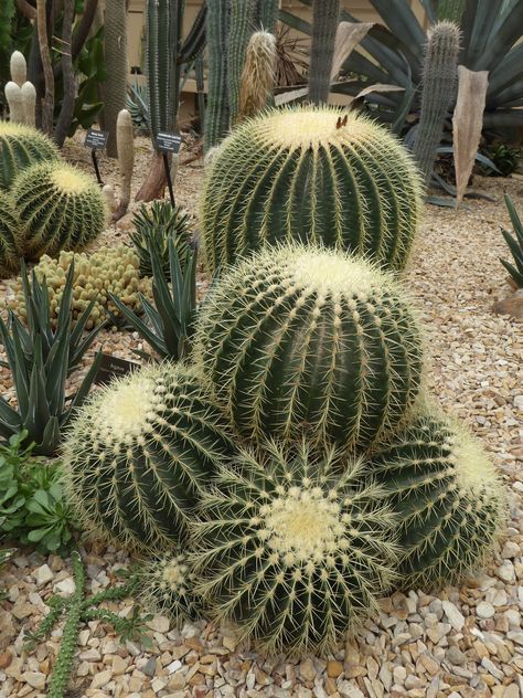 Barrel Cactus Tattoo, Bear Paw Cactus, Barrel Cactus Drawing, Water Conservation Projects, Bonsai Fruit Tree, Golden Rat Tail Cactus, Garfield Park Conservatory, Cactus Arrangement, Golden Barrel Cactus