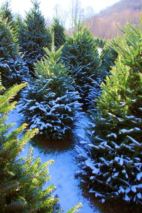 ... Christmas Tree Farms, Farm Images, Carolina Mountains, Southern Heritage, Fraser Fir, My Granny, Nc Mountains, Southern Pine, Fir Trees