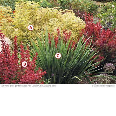 Low-growing, drought-tolerant combo: A.  Euphorbia x martini 'Ascot Rainbow'; 18-20" tall, zones 5-9.  B.  Berberis thunbergii 'Orange Rocket'; 48-52" tall, zones 4-9.  C.  Crocosmia Little Redhead; red orange flowers in summer; 18-24" tall, zones 6-9. Orange Rocket Barberry Landscape Ideas, Orange Rocket Barberry In Landscape, Orange Rocket Barberry, Drought Tolerant Shrubs, Drought Resistant Plants, Drought Tolerant Landscape, Front Landscaping, Garden Shrubs, Drought Tolerant Plants