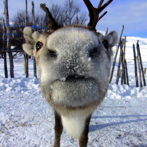 Rudolf the reindeer Aesthetic Reindeer, Frozen Aesthetic, Frozen Frozen, Reindeer, Carrots, Deer, Frozen