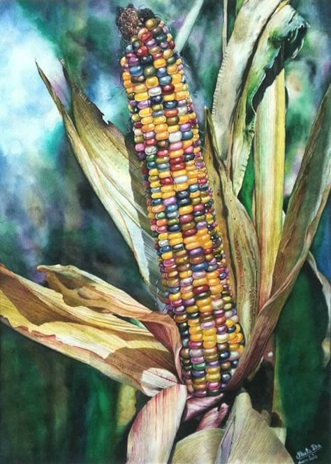 Colorful Corn, Corn Drawing, Beautiful Vegetables, Flint Corn, Corn Painting, Glass Gem Corn, Cherokee Dress, Indian Corn, Corn Cob