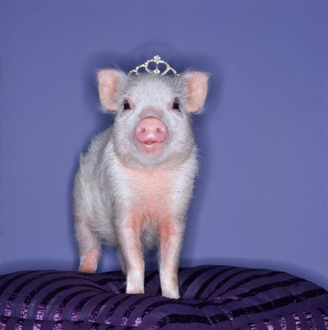 Everything you need to know about Pet Pot Bellied Pigs Teacup Piggies, Teacup Piglets, Teacup Pig, Baby Piglets, Teacup Pigs, Diy Girls, Pot Belly Pigs, Baby Pig