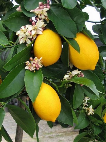 Gardening: Transplanting citrus trees takes care and effort, but it can be done – Daily News Lemon Tree Care, Indoor Lemon Tree, Seed Library, Lemon Plant, Herbs Illustration, Meyer Lemon Tree, Citrus Plant, Lemon Trees, Lemon Blossoms