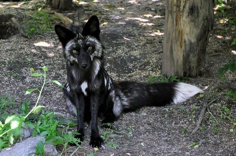 Silver fox sitting pretty, a color morph of the red fox  #Vulpes_vulpes #mytumblr Black Fox, Pet Fox, Rare Animals, Wild Dogs, Cute Fox, Cute Creatures, White Fox, Animal Photo, Cute Little Animals