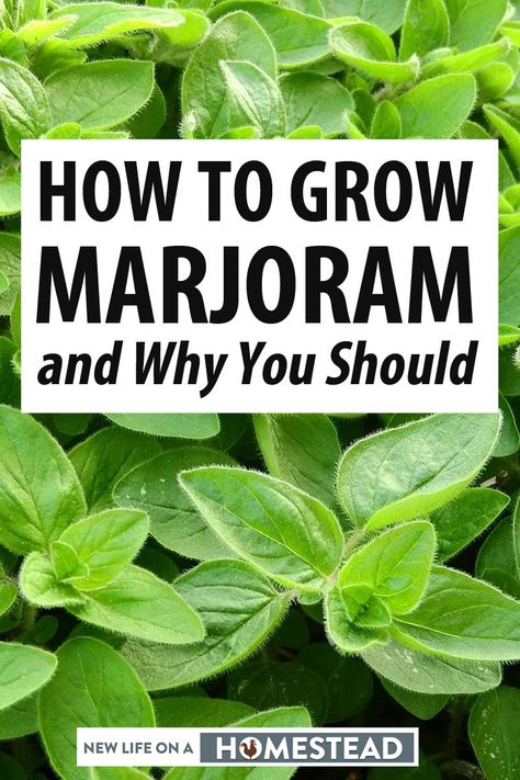 Recipes With Marjoram, Marjoram Benefits, Marjoram Recipes, Marjoram Plant, Sweet Marjoram, Best Herbs To Grow, Gardening Herbs, Outdoor Herb Garden, Medicinal Herbs Garden