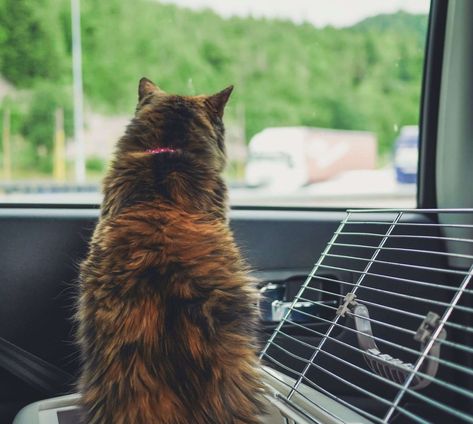 The 7 Best Car Seats for Cats - HYPEPETS Cat Car Seat, Cat Car Accessories, Cat Running, Cat Area, Best Car Seats, Cat Run, Seat Cleaner, Pet Gear, Pet Car Seat