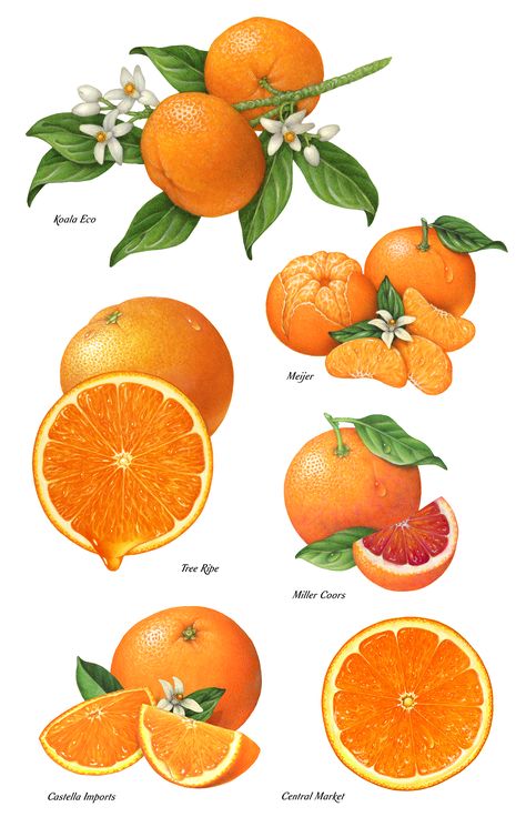 Orange Packaging, Fruit Poster, Fruit Tattoo, Fruits Drawing, Orange Painting, Instruções Origami, Watercolor Fruit, Fruit Illustration, Fruit Painting