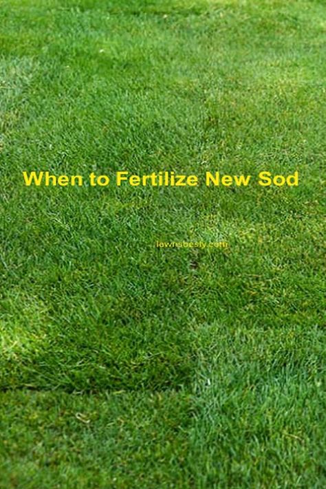 New Sod Care Tips, Bermuda Sod, Sod Grass, Lawn Food, Replant, Green Lawn, The Grass, Lawn Care, Care Tips