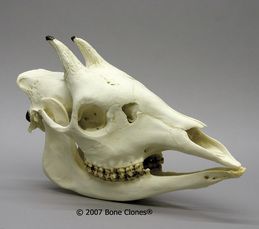 Okapi Skull Giraffe Reference, Giraffe Skull, Elephant Skull, Sheep Skull, Skull Reference, Animal Skeletons, Human Bones, Vulture Culture, Skeleton Bones