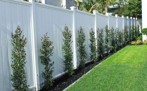 Backyard Fencing Landscaping, Landscaping Along Fence Pots & Planters, Trees Lining Fence Backyards, Fence Line Planting, Small Backyard Fence Landscaping, Landscaping Fence Line Ideas, Landscaping Around Fence Line, Hedge Along Fence, Backyard Plants Along Fence