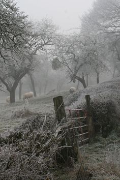 다크 판타지, Arya Stark, Winter Beauty, The Fog, Winter Wonder, Winter Aesthetic, Winter Scenes, Country Life, Country Living