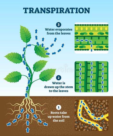 Photosynthesis Activities, Science Diagrams, Biology Plants, Plant Physiology, Water Watch, Biology Lessons, Agriculture Education, Medical School Essentials, Plant Nutrients