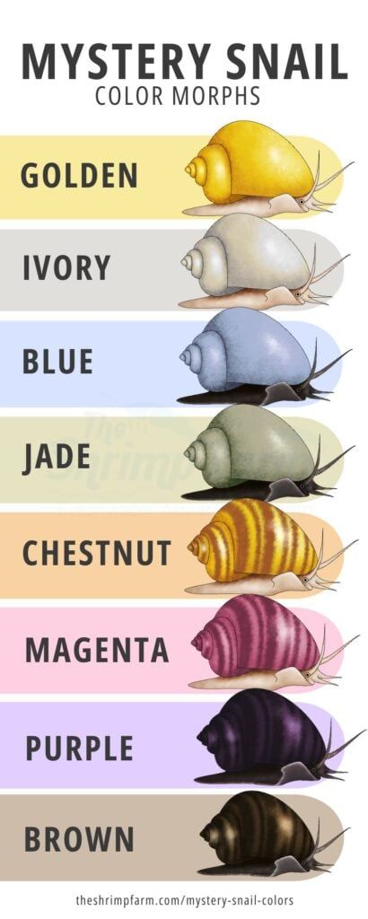 Understanding Mystery Snail Colors (+ Color Chart!) Mystery Snails, Terrarium Design, Aquarium Inspiration, Snail Tank, Shrimp Farming, Freshwater Plants, Pet Snails, Sea Monkeys, Fish Tank Design