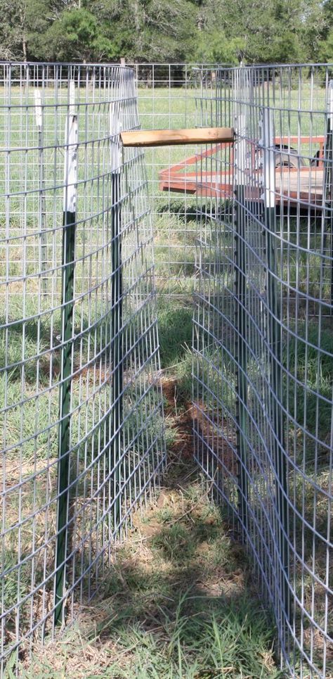 Corral Trap Designs for Feral Hogs – Wildlife Damage Management Hog Trap Ideas, Hunting Camp Ideas, Hog Trap, How To Make Traps, Wild Hogs, Cattle Panels, Animal Traps, Deer Hunting Tips, Food Plot